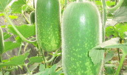 911红领巾吃瓜爆料今日大瓜,今日大瓜事件全解析